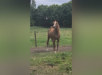 Volbloed Arabier, Merrie, 12 Jaar, 152 cm, Roodbruin