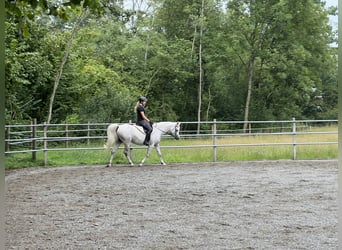 Volbloed Arabier, Merrie, 12 Jaar, 152 cm, Schimmel