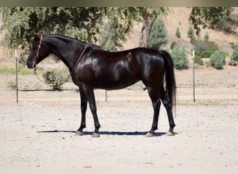 Volbloed Arabier, Merrie, 12 Jaar, 152 cm, Zwart