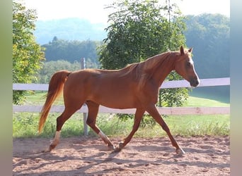 Volbloed Arabier, Merrie, 12 Jaar, 153 cm, Vos