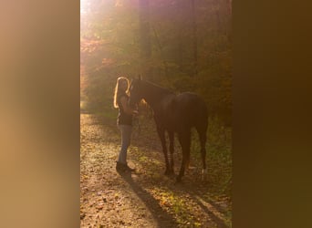Volbloed Arabier, Merrie, 12 Jaar, 153 cm, Zwart