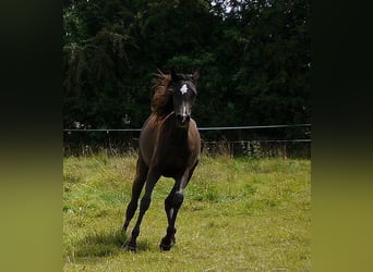 Volbloed Arabier, Merrie, 12 Jaar, 153 cm, Zwart