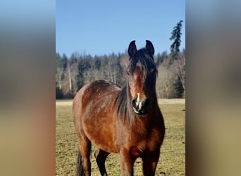 Volbloed Arabier, Merrie, 12 Jaar, 154 cm, Donkerbruin