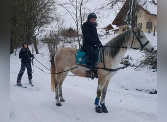 Volbloed Arabier, Merrie, 12 Jaar, 158 cm, Vliegenschimmel