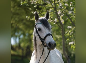 Volbloed Arabier, Merrie, 12 Jaar, 158 cm, Vliegenschimmel