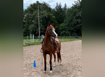 Volbloed Arabier, Merrie, 13 Jaar, 150 cm, Vos