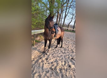 Volbloed Arabier, Merrie, 13 Jaar, 156 cm, Donkerbruin