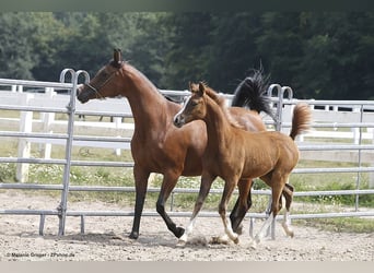 Volbloed Arabier, Merrie, 13 Jaar, 158 cm, Bruin