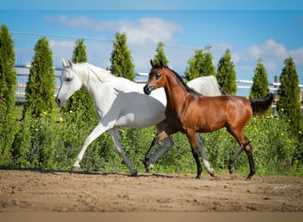 Volbloed Arabier, Merrie, 14 Jaar, 147 cm, Schimmel