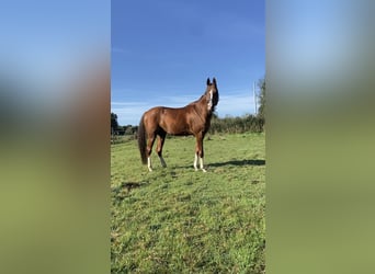 Volbloed Arabier, Merrie, 14 Jaar, 147 cm, Vos