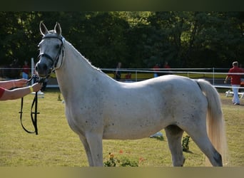 Volbloed Arabier, Merrie, 14 Jaar, 148 cm, Schimmel