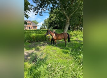 Volbloed Arabier, Merrie, 14 Jaar, 154 cm, Bruin