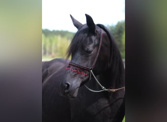 Volbloed Arabier, Merrie, 14 Jaar, 154 cm, Zwart