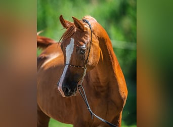 Volbloed Arabier, Merrie, 14 Jaar