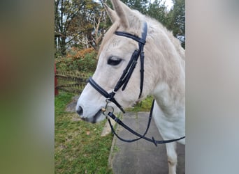 Volbloed Arabier Mix, Merrie, 15 Jaar, 148 cm, Falbe