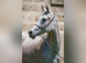 Volbloed Arabier, Merrie, 15 Jaar, Schimmel