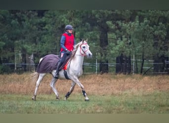Volbloed Arabier Mix, Merrie, 16 Jaar, 148 cm, Schimmel