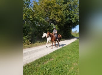 Volbloed Arabier, Merrie, 16 Jaar, 152 cm, Donkere-vos
