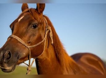 Volbloed Arabier, Merrie, 16 Jaar, 152 cm, Donkere-vos