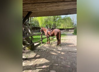 Volbloed Arabier, Merrie, 16 Jaar, 152 cm, Donkere-vos