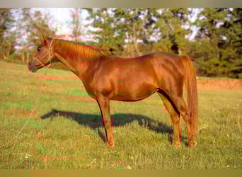 Volbloed Arabier, Merrie, 16 Jaar, 152 cm, Donkere-vos