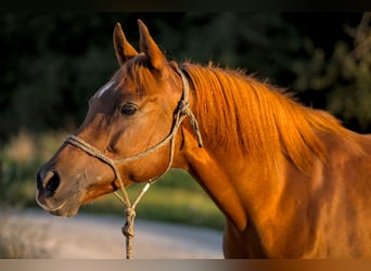 Volbloed Arabier, Merrie, 16 Jaar, 152 cm, Donkere-vos