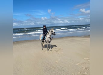 Volbloed Arabier, Merrie, 16 Jaar, 153 cm, Vliegenschimmel
