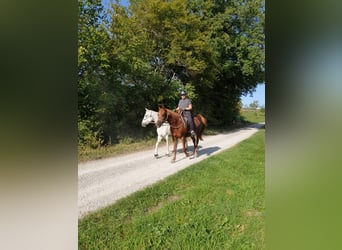 Volbloed Arabier, Merrie, 16 Jaar, 153 cm, Vos