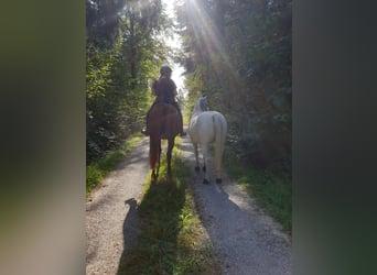 Volbloed Arabier, Merrie, 16 Jaar, 153 cm, Vos