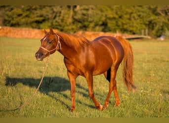 Volbloed Arabier, Merrie, 16 Jaar, 153 cm, Vos