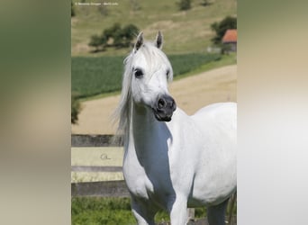 Volbloed Arabier, Merrie, 16 Jaar, 154 cm, Schimmel