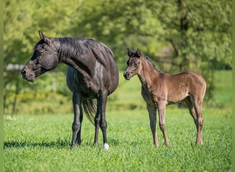Volbloed Arabier, Merrie, 17 Jaar, 155 cm, Zwart
