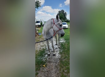 Volbloed Arabier, Merrie, 17 Jaar, 162 cm, Schimmel