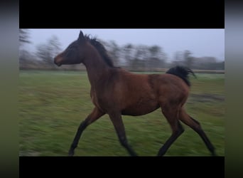 Volbloed Arabier, Merrie, 1 Jaar, 145 cm, Donkerbruin