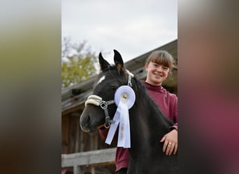 Volbloed Arabier, Merrie, 1 Jaar, 150 cm, kan schimmel zijn