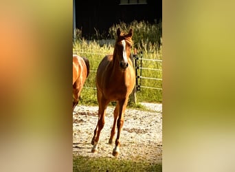 Volbloed Arabier, Merrie, 1 Jaar, 152 cm, Vos
