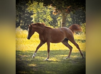 Volbloed Arabier, Merrie, 1 Jaar, 152 cm, Vos