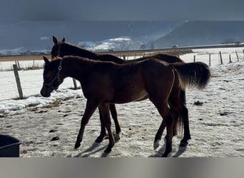 Volbloed Arabier, Merrie, 1 Jaar, 153 cm, Donkerbruin