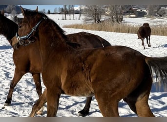 Volbloed Arabier, Merrie, 1 Jaar, 153 cm, Donkerbruin