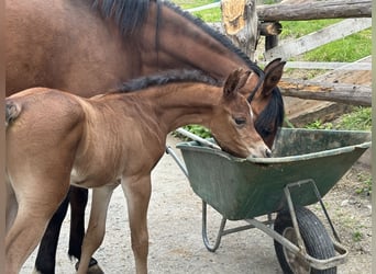 Volbloed Arabier, Merrie, 1 Jaar, 153 cm, Donkerbruin