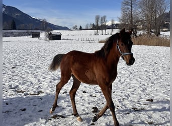 Volbloed Arabier, Merrie, 1 Jaar, 153 cm, Donkerbruin