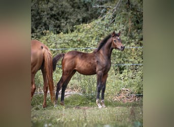 Volbloed Arabier, Merrie, 1 Jaar, 153 cm