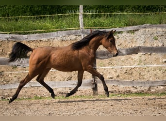 Volbloed Arabier, Merrie, 1 Jaar, 153 cm, Roodbruin