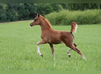Volbloed Arabier, Merrie, 1 Jaar, 153 cm, Vos