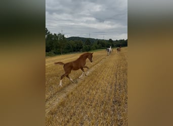 Volbloed Arabier, Merrie, 1 Jaar, 153 cm, Vos