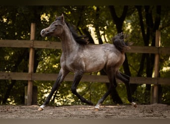 Volbloed Arabier, Merrie, 1 Jaar, 154 cm, Schimmel