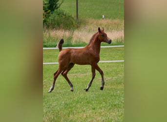 Volbloed Arabier, Merrie, 1 Jaar, 155 cm