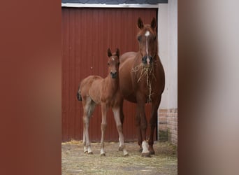 Volbloed Arabier, Merrie, 1 Jaar, 155 cm