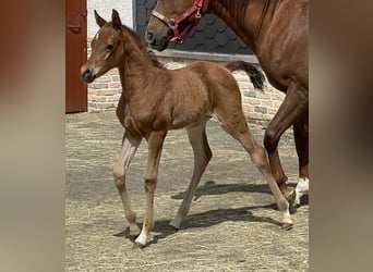 Volbloed Arabier, Merrie, 1 Jaar, 155 cm