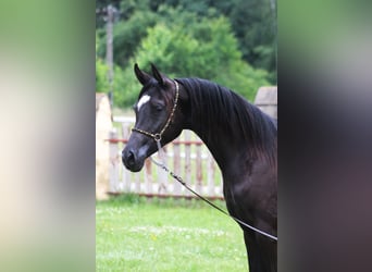 Volbloed Arabier, Merrie, 1 Jaar, 155 cm, Zwart